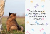 Собака-друг человека.3